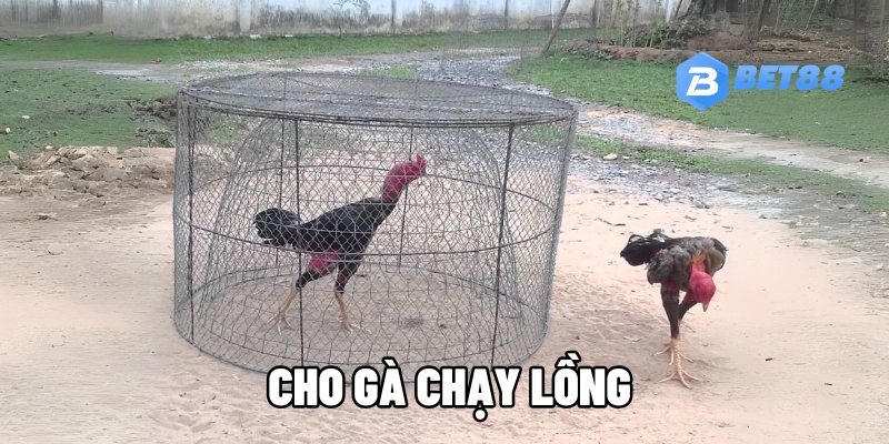 cho ga chay long 1