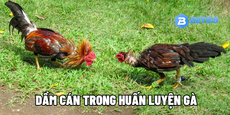 dam can trong huan luyen ga 1