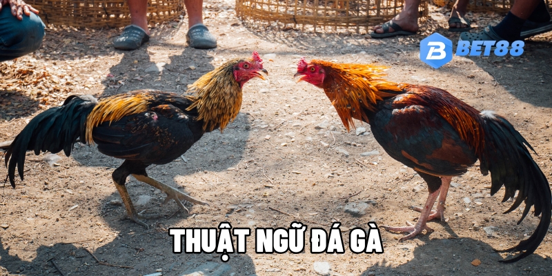 thuat ngu da ga 1