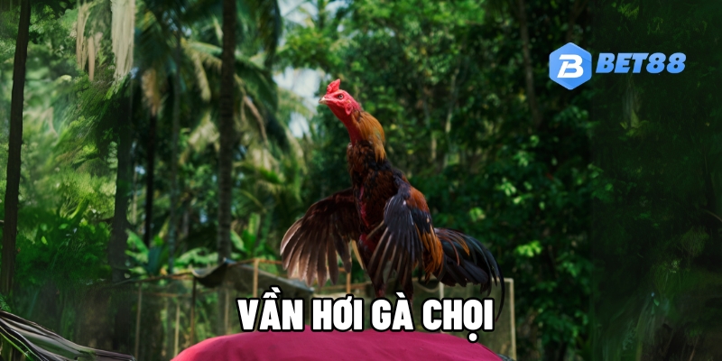 van hoi ga choi 1